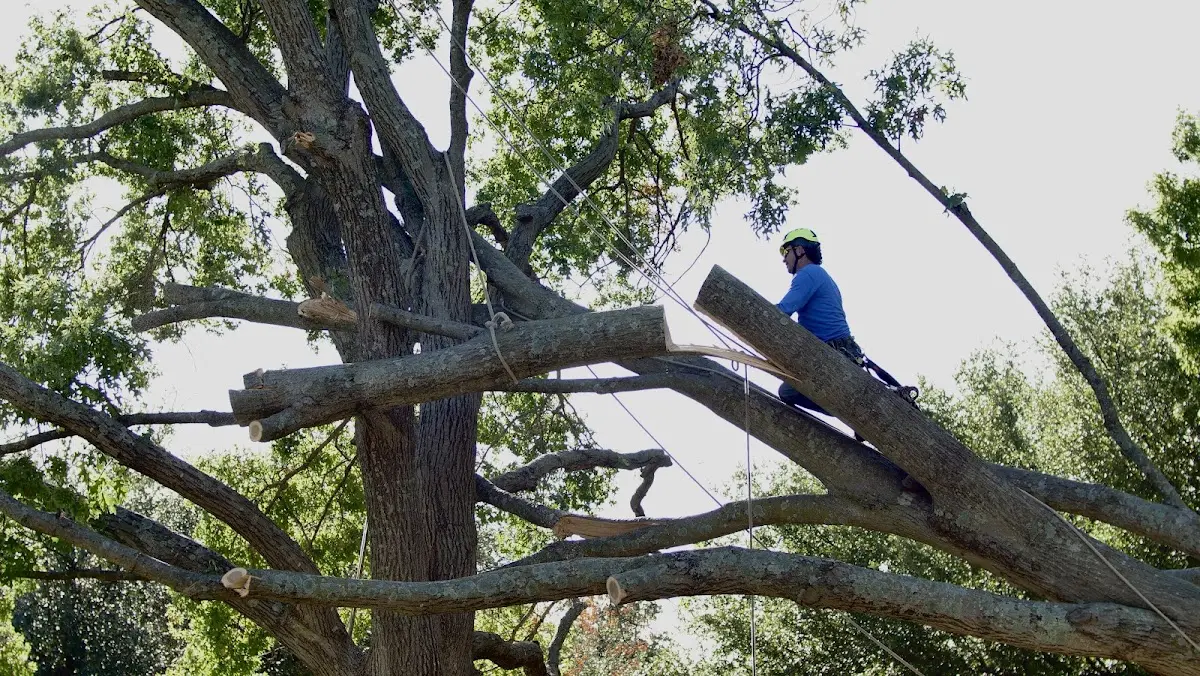 Professional Crown Thinning performed by certified arborists in Hazel